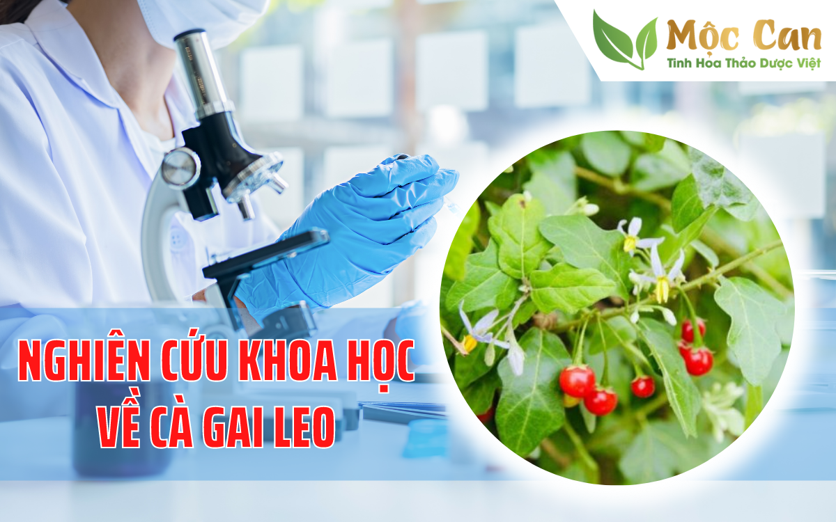 Các nghiên cứu khoa học về cà gai leo 1